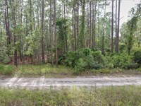 Own Land in Florida for $225/Mo : Georgetown : Putnam County : Florida