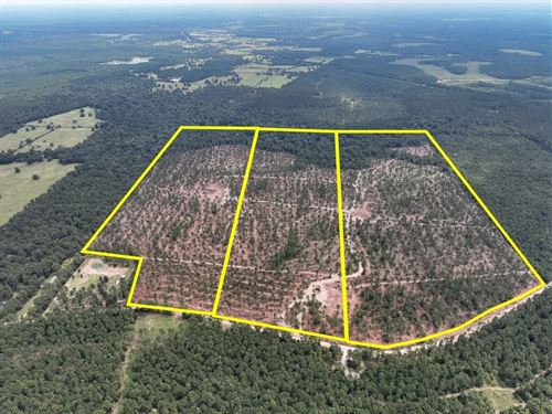 82 Acres, T-32, Boontown Road, 4 : Groveton : Trinity County : Texas