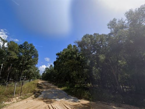 Spring Spark Land Sale $49 Down : Interlachen : Putnam County : Florida