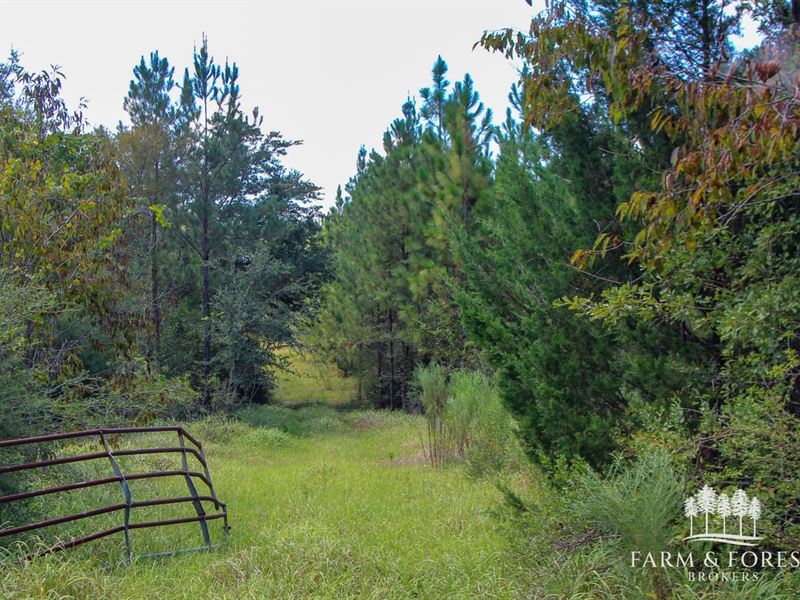 157 Ac Gum Creek & Longleaf Plant : Caryville : Washington County : Florida