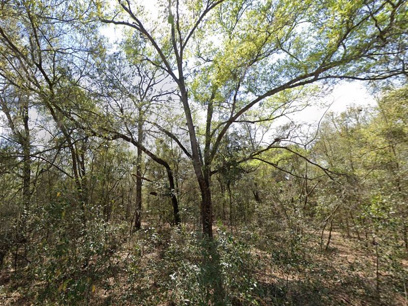 Your Lot Your Future Only $199 Down : Interlachen : Putnam County : Florida