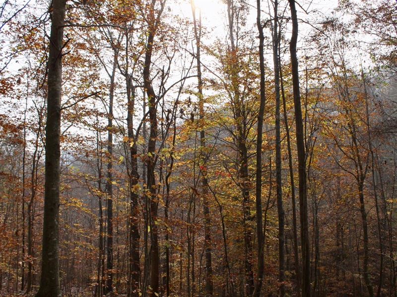 $499 Down/No Credit Check Land : Hyden : Leslie County : Kentucky