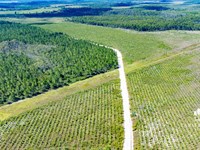 2,301 Ac Timber/Recreation Developm : Wewahitchka : Gulf County : Florida