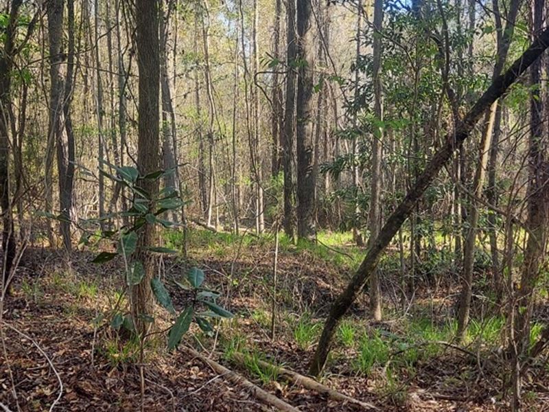 Hart Tract, 96 Acres : Georgetown : Quitman County : Georgia