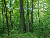 $999 Down Land Backing up to River : Monticello : Wayne County : Kentucky