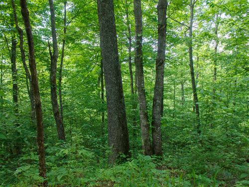 $999 Down Land Backing up to River : Monticello : Wayne County : Kentucky