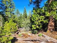 Residential for Mobile & Tiny Home : Alturas : Modoc County : California