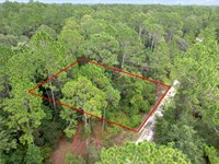 Swamptastic Freedom : Georgetown : Putnam County : Florida