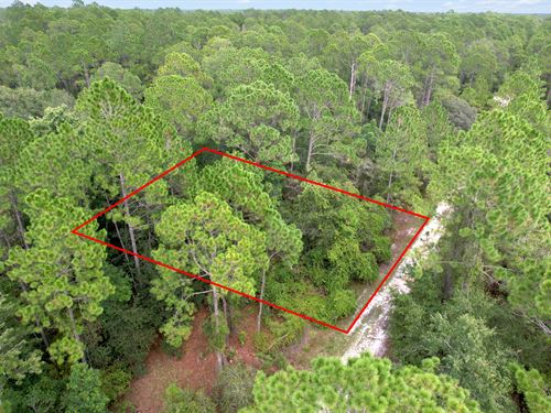 Swamptastic Freedom : Georgetown : Putnam County : Florida
