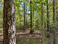 Furman Hills Creek Black Belt : Furman : Wilcox County : Alabama