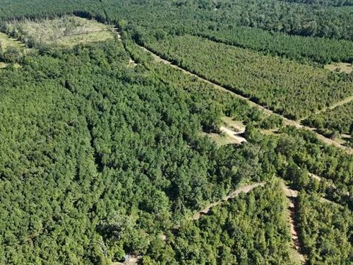 Hunting & Timberland For Sale in Un : Marion : Union Parish : Louisiana