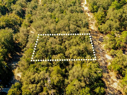 No HOA, Peaceful Land, $1 Down : Interlachen : Putnam County : Florida
