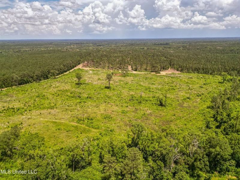 Land for Sale in Amite County, MS : Liberty : Amite County : Mississippi