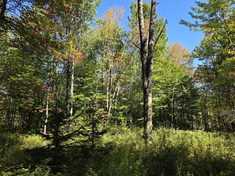 Near Old Forge : Steuben : Oneida County : New York