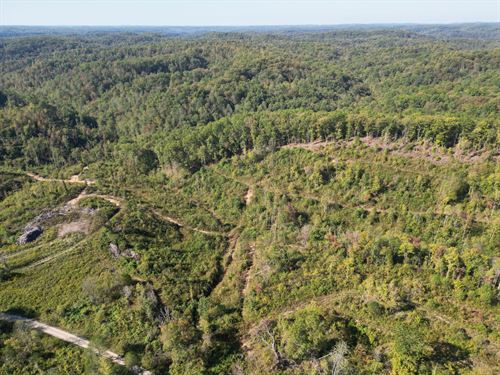 Wildcat Tract 16 : East Bernstadt : Laurel County : Kentucky