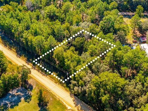 No HOA, Peaceful Lot, $1 Down : Interlachen : Putnam County : Florida