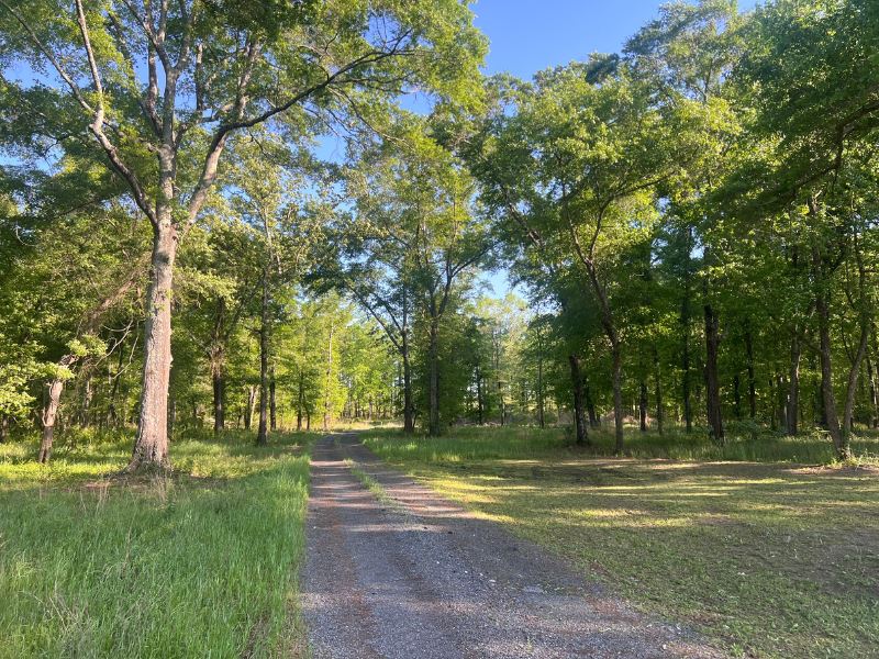 The Arrowhead Orchard : Hawkinsville : Pulaski County : Georgia