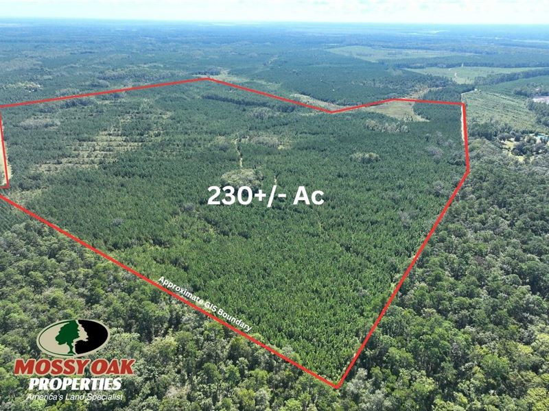 230 Ac Land for Sale Chaney Road : White Oak : Camden County : Georgia