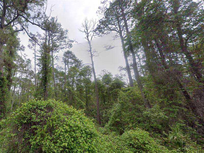 Rural Florida Living, $199 Down : Satsuma : Putnam County : Florida