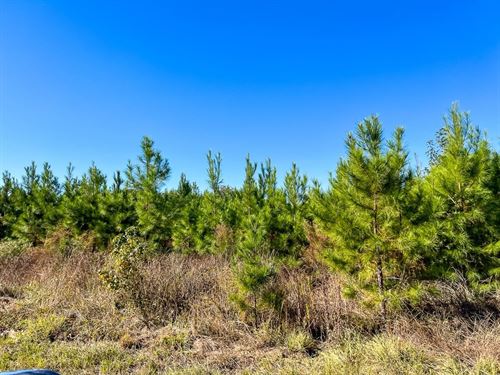 13 Acres, T-4, FM 787, 285012 : Votaw : Hardin County : Texas