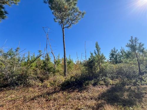 8 Acres, T-5, FM 787, 285012 : Votaw : Hardin County : Texas