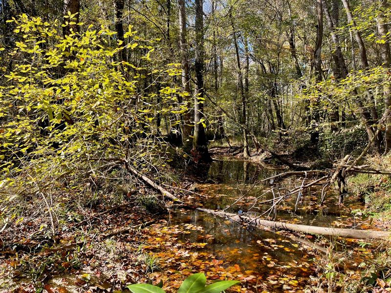 Bouie River Bottomland : Collins : Covington County : Mississippi