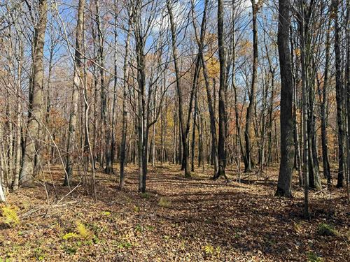5 Acres West of Prentice, WI : Catawba : Price County : Wisconsin