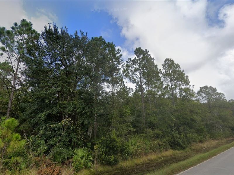 Spring Land Deal $99 Down : Palatka : Putnam County : Florida