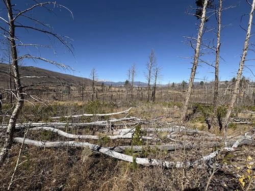 1069 Reed Lane, Ft Garland, CO 811 : Fort Garland : Costilla County : Colorado