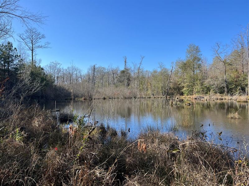 New Price, Beaver Pond 18 Bear : Gordo : Pickens County : Alabama