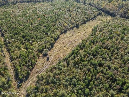 113 Acres of Hunting Land, Liberty : Liberty : Amite County : Mississippi