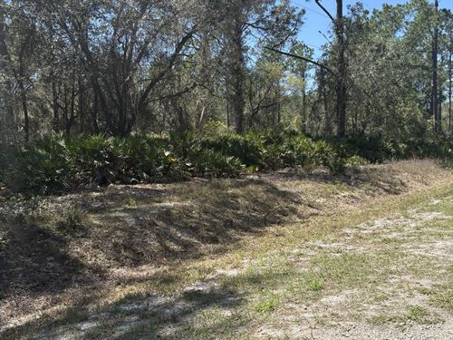 Lote Con Acceso AL Lago FL : Georgetown : Putnam County : Florida