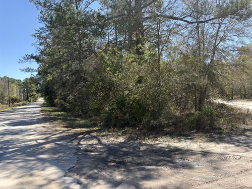 Bienvenido a Sunny Satsuma, FL : Satsuma : Putnam County : Florida