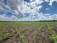 Prime Irrigated Farm & Waterfowl Pr : Heth : Saint Francis County : Arkansas