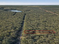 .29 Acre Wooded Retreat Near River : Cleveland : Liberty County : Texas
