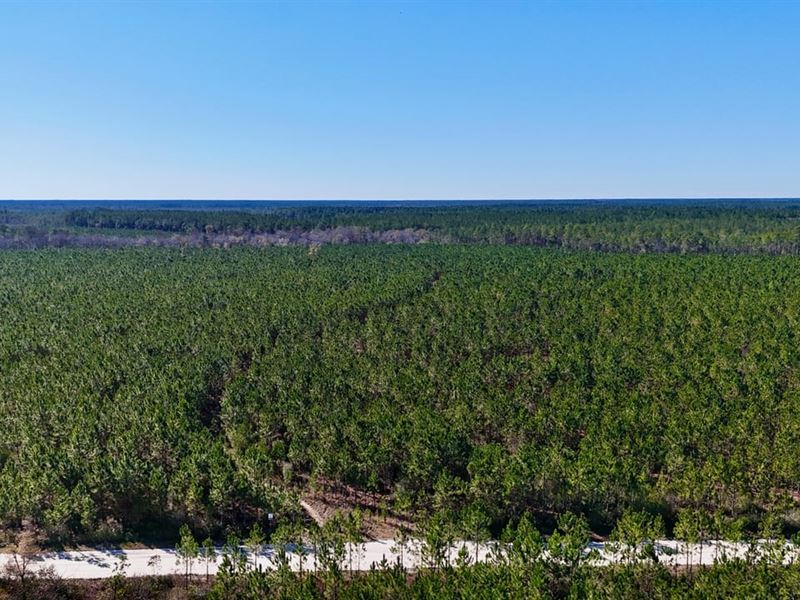 30 Acres on Owens Road in Wayne Cou : Odum : Wayne County : Georgia