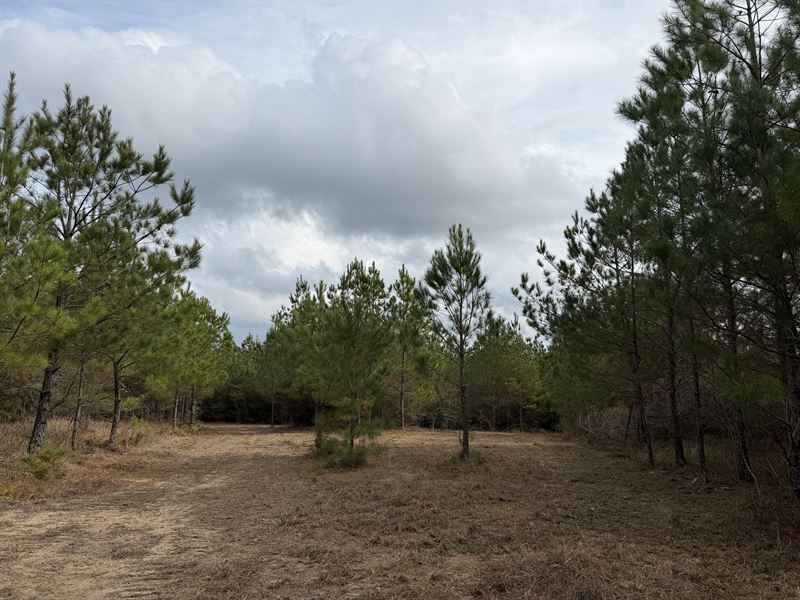 Fire Tower 70 Tract : Chatom : Washington County : Alabama