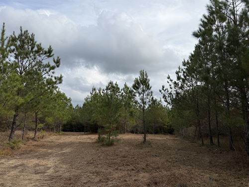Fire Tower 70 Tract : Chatom : Washington County : Alabama