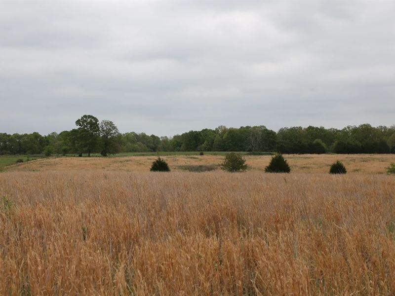 40 Acres in Sharp County, AR : Ravenden : Sharp County : Arkansas