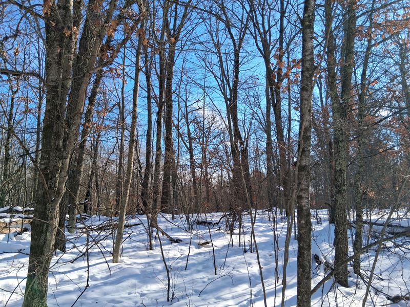 Land Near Namekagon River : Trego : Washburn County : Wisconsin