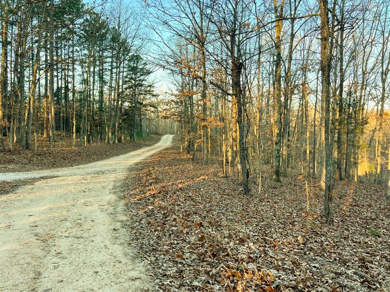 White Oak 40 : Mountain View : Shannon County : Missouri