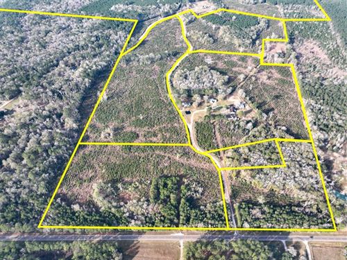 25 Acres, T-9, Tall Cotton Rd : Saratoga : Hardin County : Texas