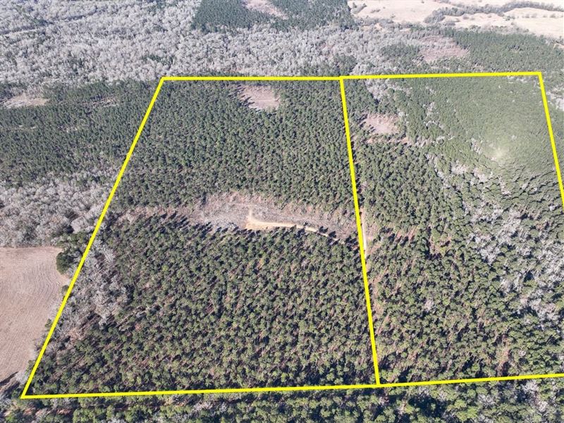68 Acres, T-3, Louisville Road : Pennington : Trinity County : Texas