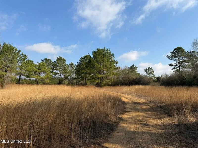 37 Acres Sandy Hook MS : Sandy Hook : Marion County : Mississippi