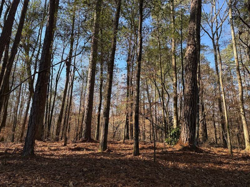 131 Acres Cottondale, Tuscaloo : Cottondale : Tuscaloosa County : Alabama