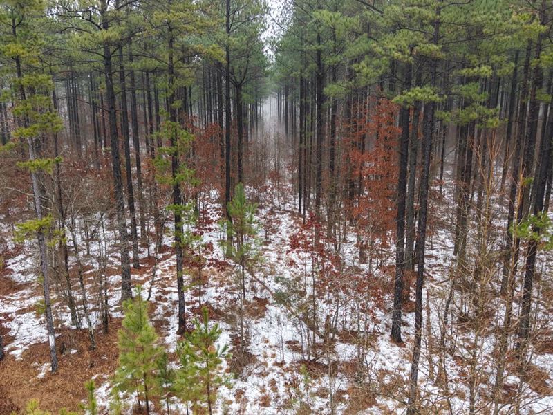 20 Acres in Pike County, AR : Kirby : Pike County : Arkansas