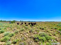 Lots of Space in Oregon Pines : Sprague River : Klamath County : Oregon