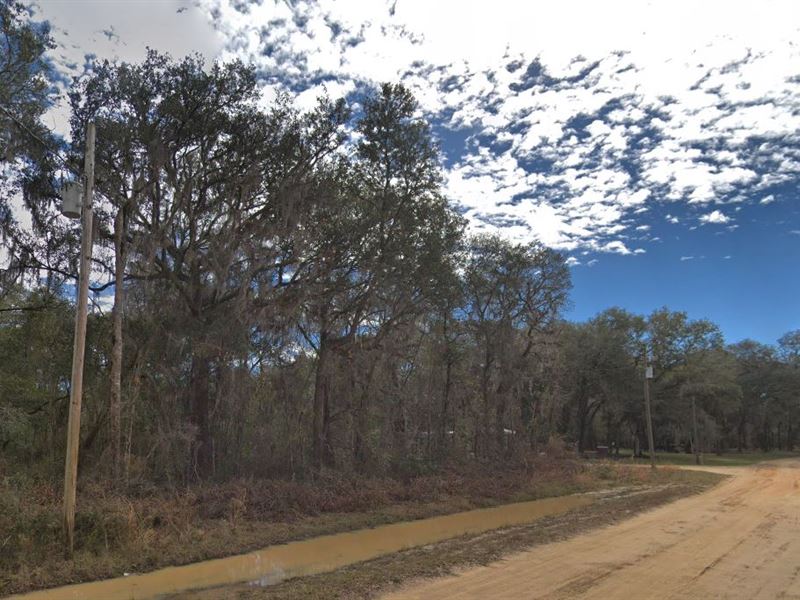 Wooded, Wild, Yours : Interlachen : Putnam County : Florida