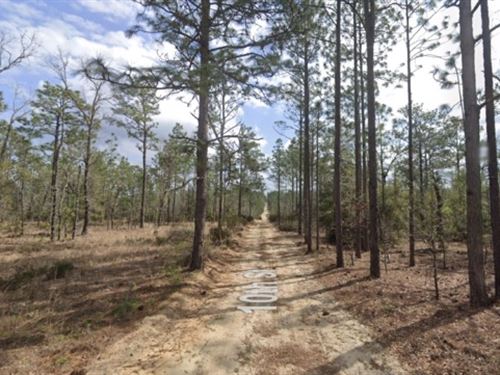 Don't Let This Dream Slip Away : Interlachen : Putnam County : Florida