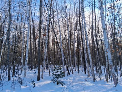 2 Acres with Lake Access & Forest : Winter : Sawyer County : Wisconsin